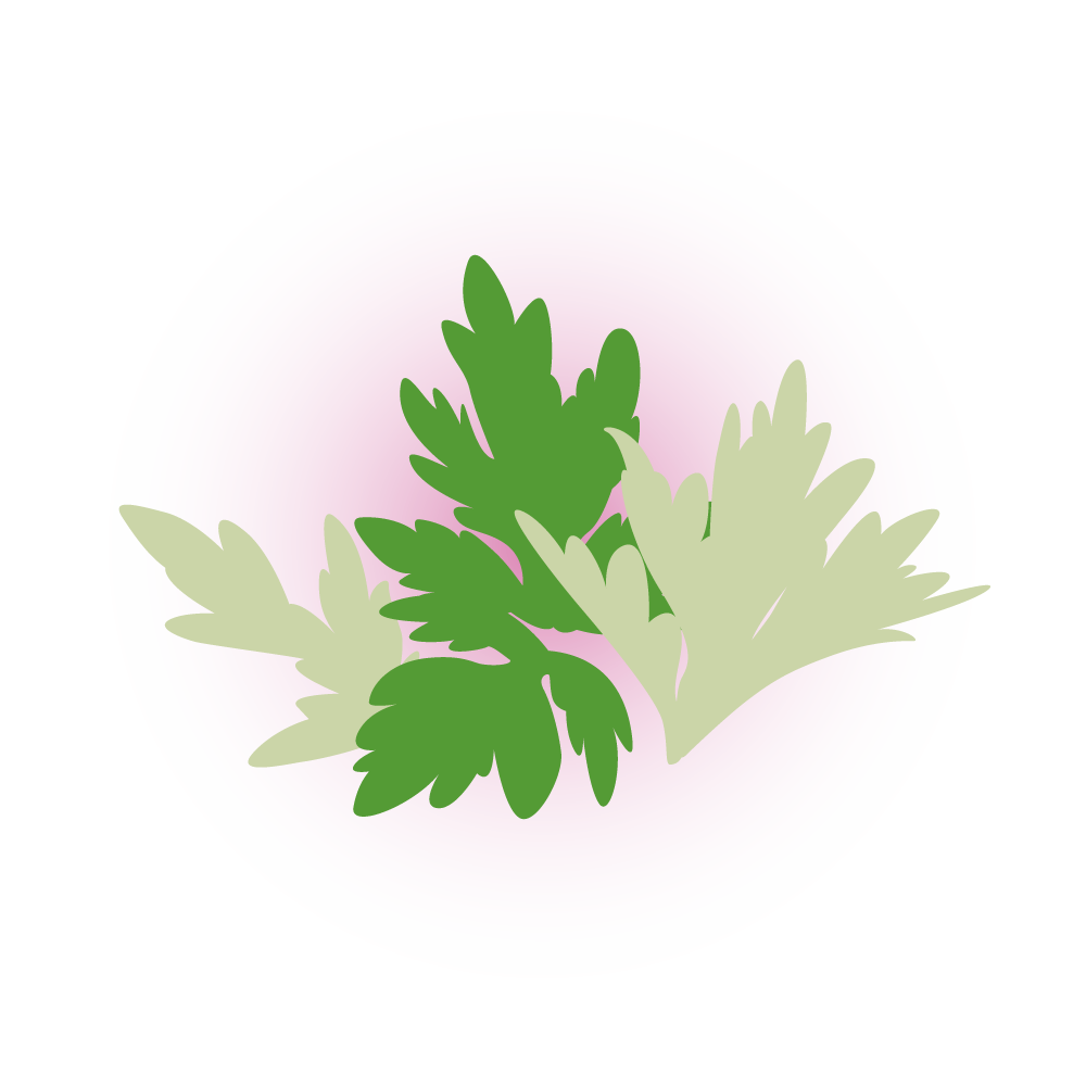 ヨモギのイラスト