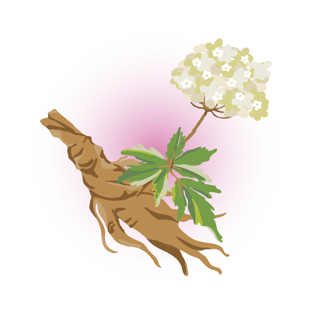 トウキのイラスト