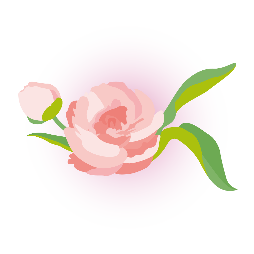 シャクヤクのイラスト