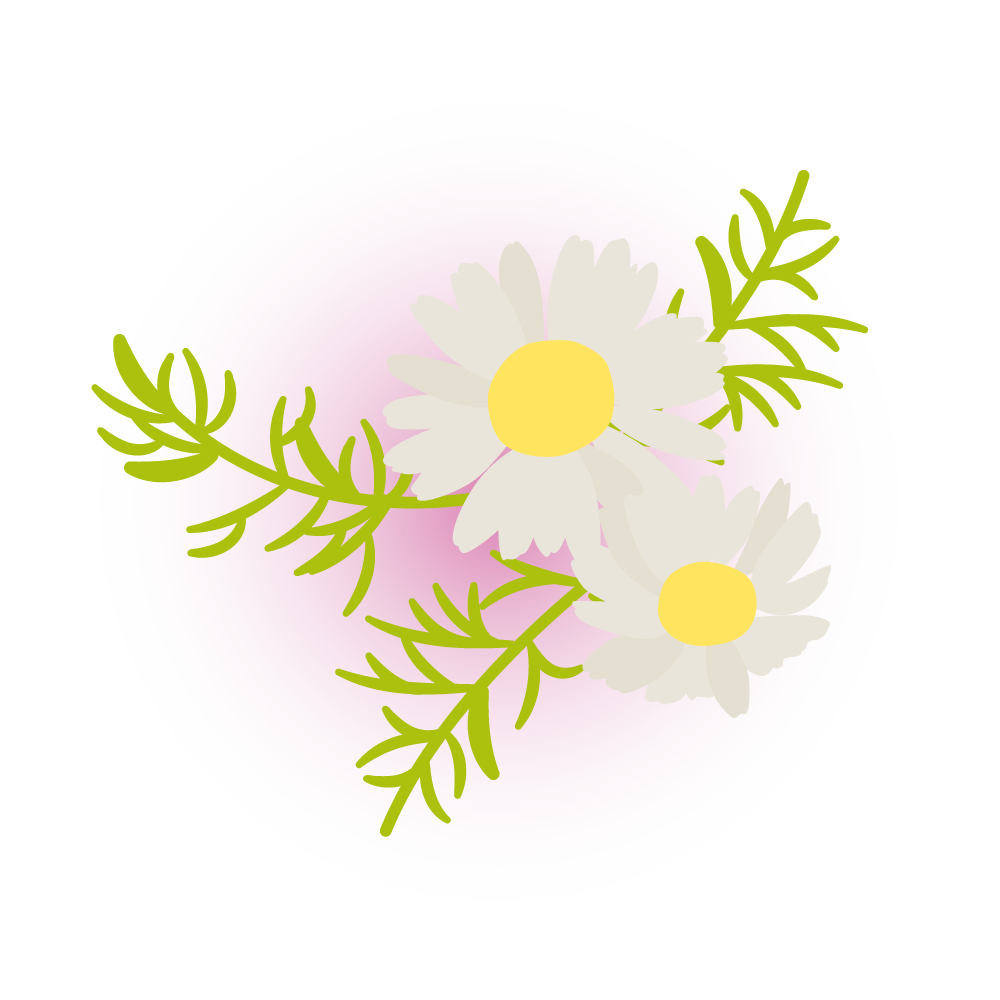 カミツレのイラスト