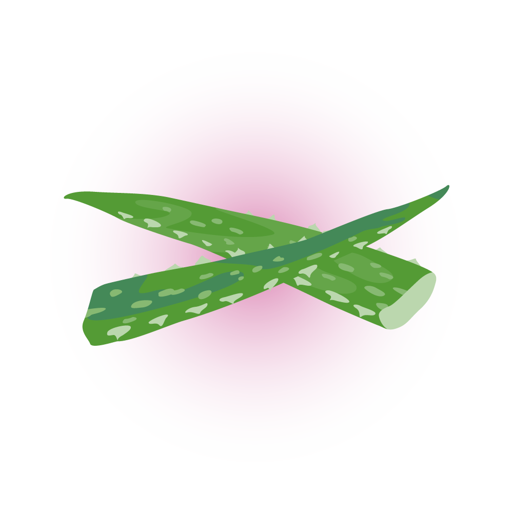 アロエのイラスト